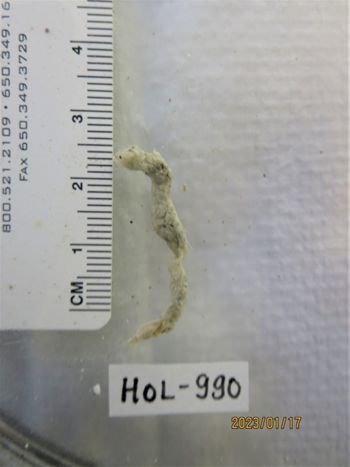 Media type: image;   Invertebrate Zoology HOL-990 Description: Preserved specimen.;